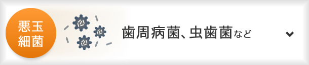 悪玉細菌：歯周病菌、虫歯菌など